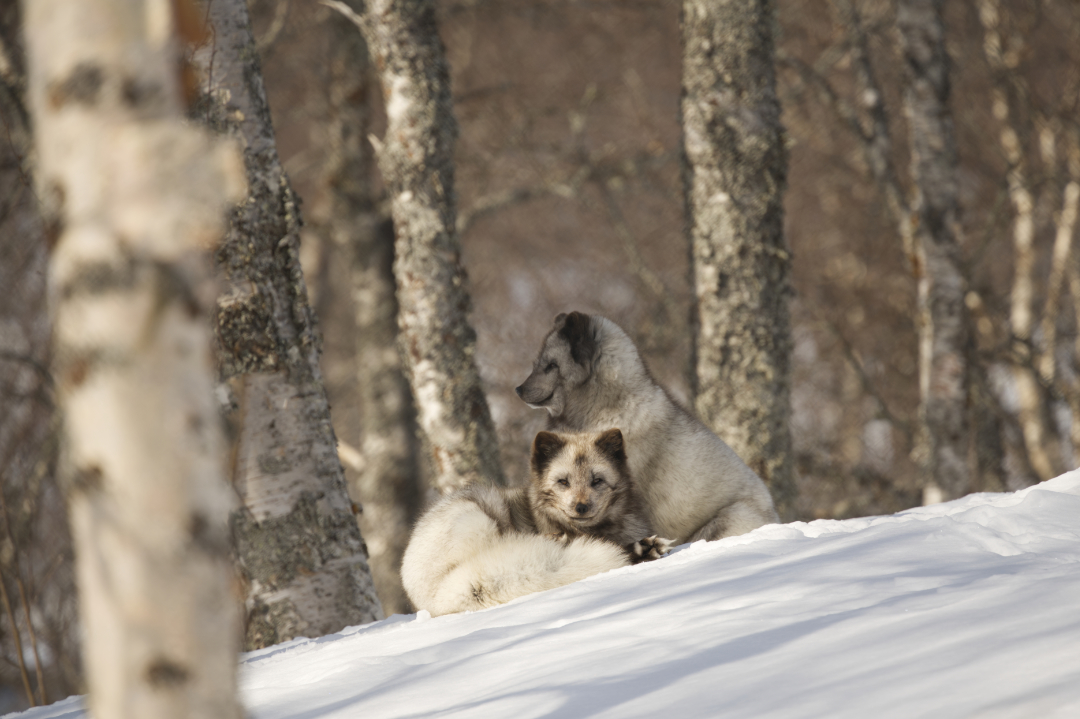 Two arctic foxes enjoying the sun at the Polar Park, Narvik (Norway).